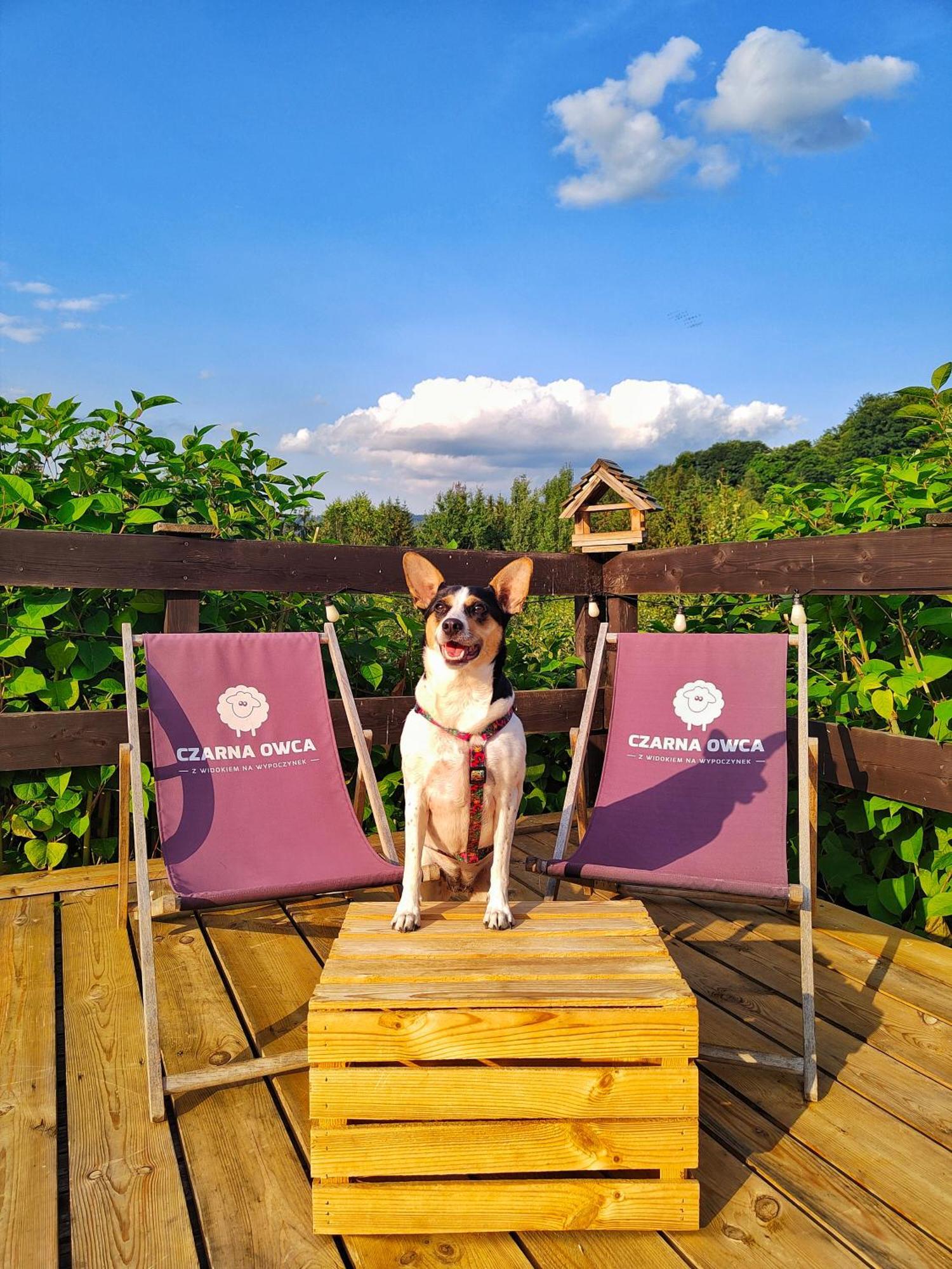 Czarna Owca Bed and Breakfast Istebna Buitenkant foto