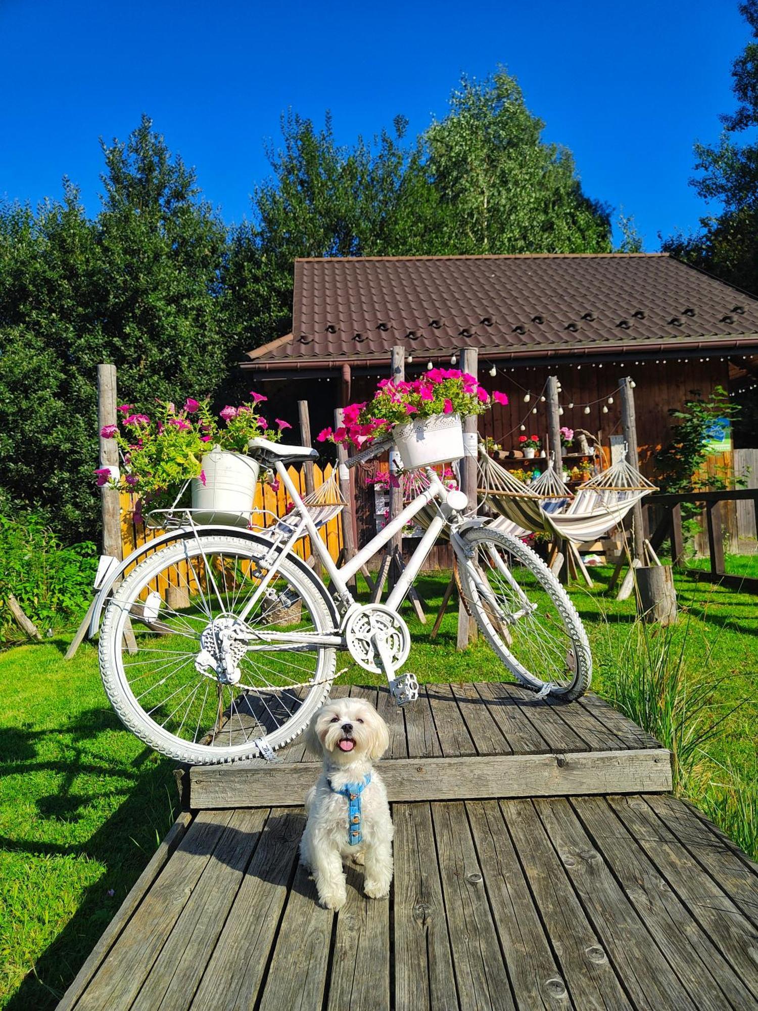 Czarna Owca Bed and Breakfast Istebna Buitenkant foto