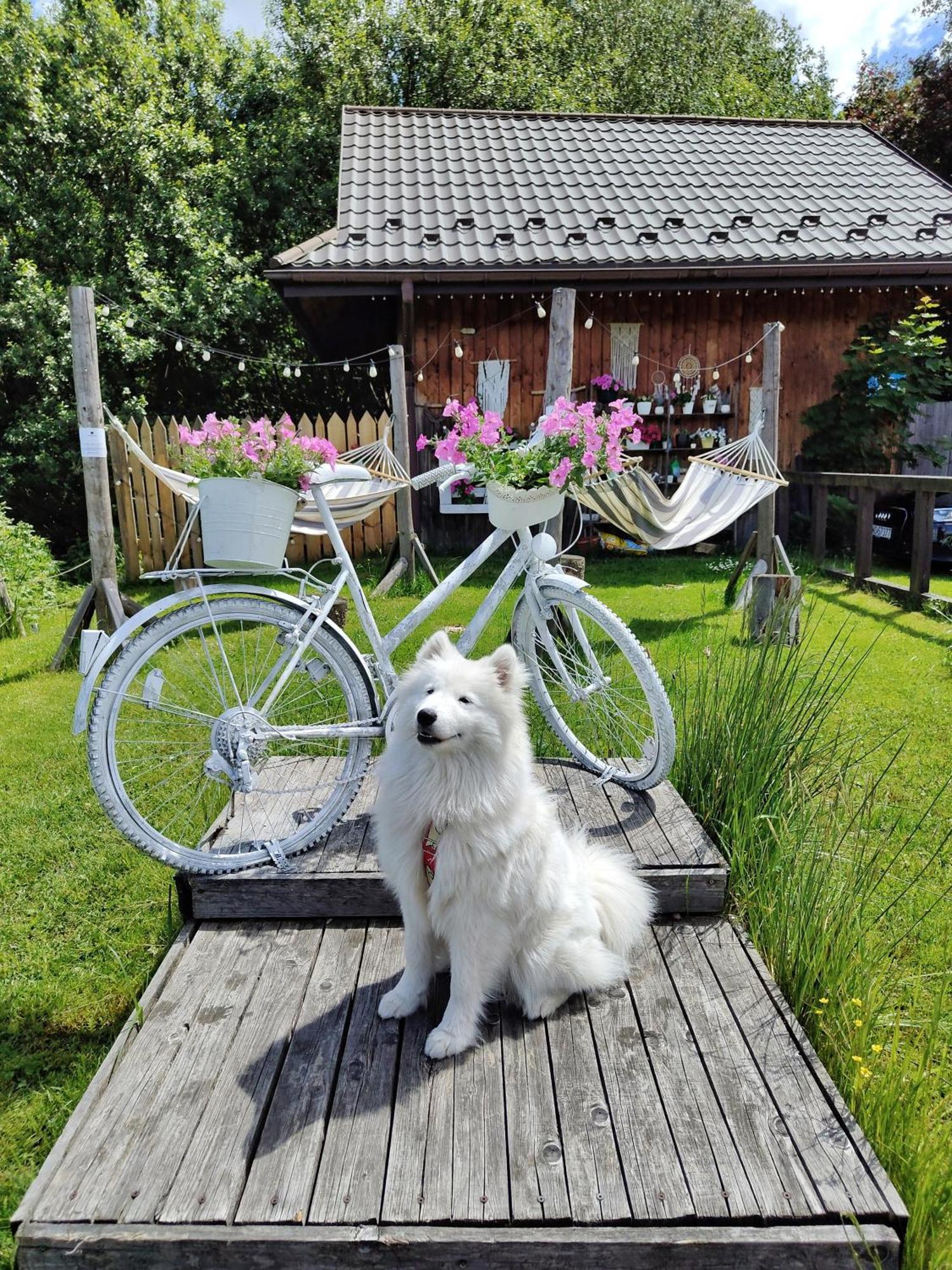 Czarna Owca Bed and Breakfast Istebna Buitenkant foto